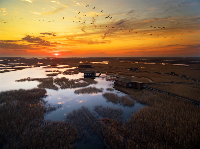 《崇明东滩湿地日出》  龚胜平