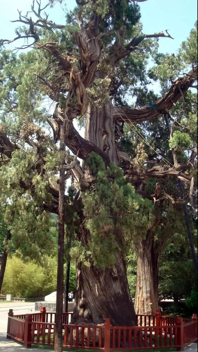 中国最古老的五棵树比金丝楠木还珍贵第一寿命超过五千年