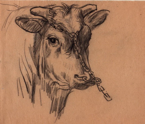 名师讲画牛
