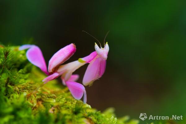 《兰花螳螂 hymenopus coronatus, orchid mantis》