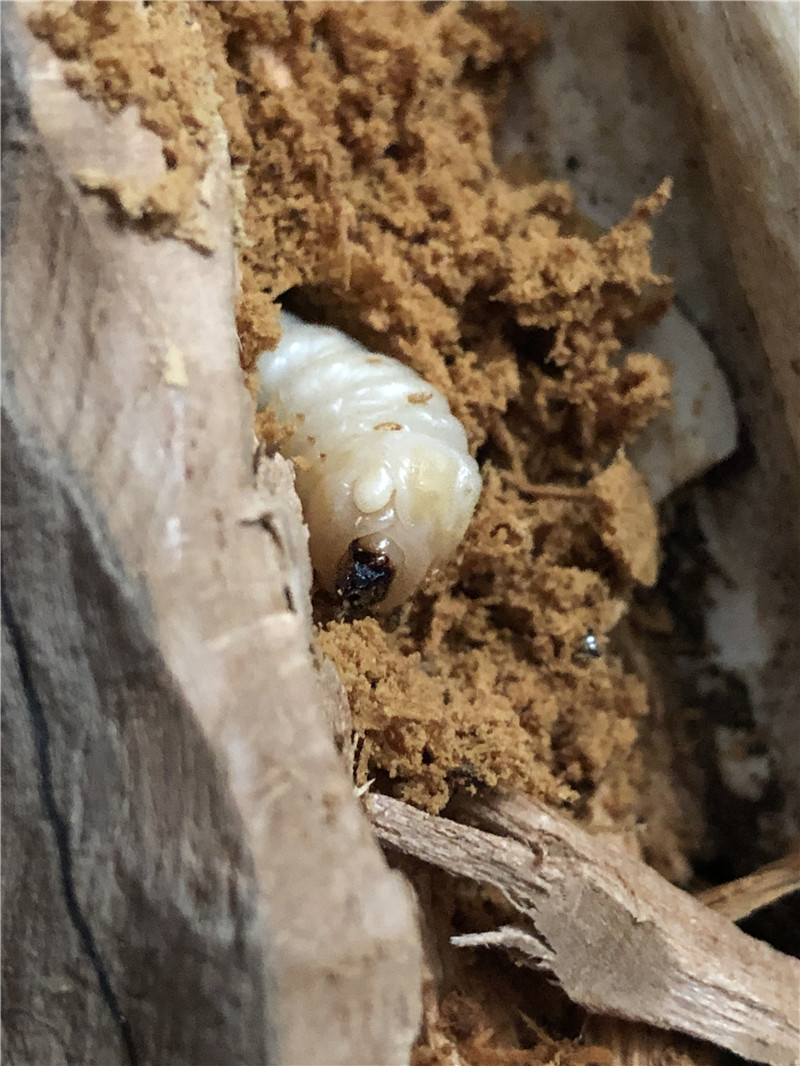 木头里的白色肉虫子图片