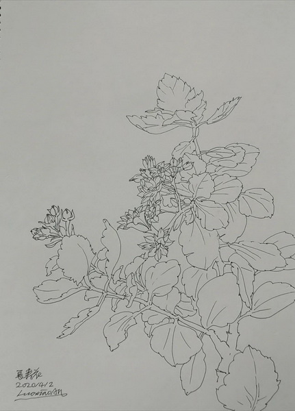 长寿花素描图片