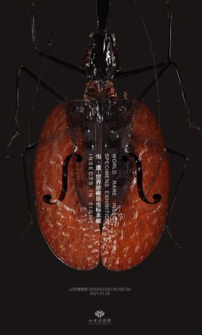 虫 逢 世界珍稀昆虫标本展 在线展览 画廊展览 雅昌展览